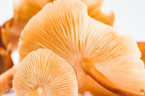 Champignon adaptogène orange, comme exemple d'aliment anti stress naturel