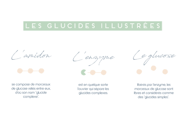 Schéma montrant les différents glucides et sucres