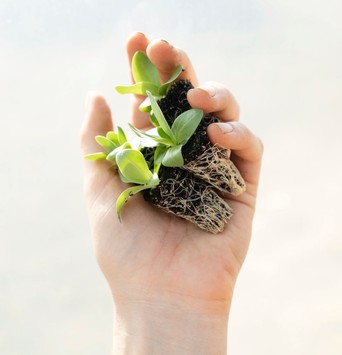 Trois jeunes plantes dont on voit les racines, tenues dans une main, symbole de l'alimentation anti stress