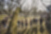 Viele Personen stehen in einem großen Kreis zusammen auf einer grünen Wiese. Davor und daneben sind Bäume zu sehen.