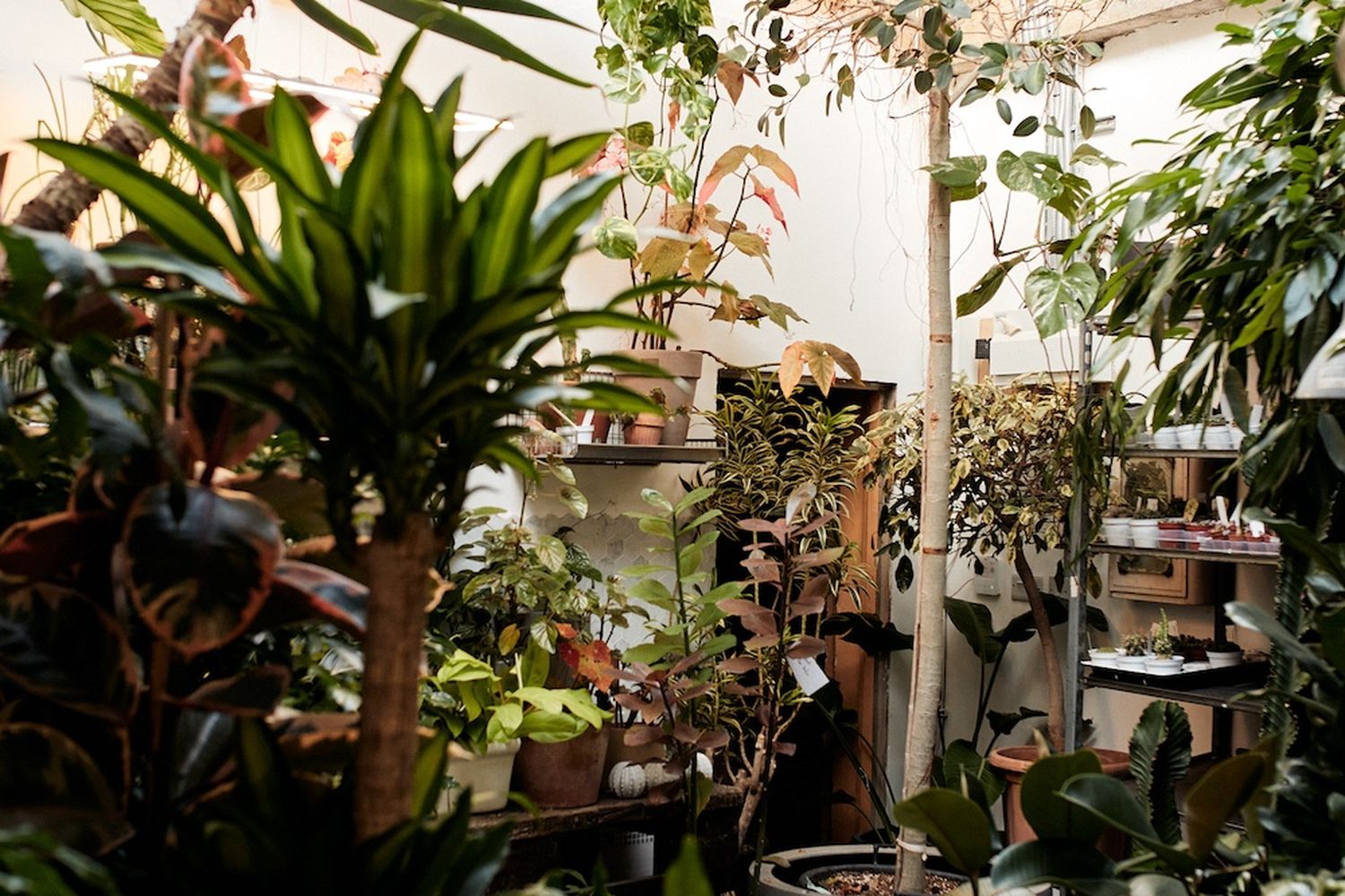 A room filled with lush green plants, including a variety of ferns and potted plants, is illuminated by natural light. The room is enclosed by a wooden roof and features a table with a vase of flowers. The plants are arranged in various positions, creating a vibrant and lively atmosphere. [G]