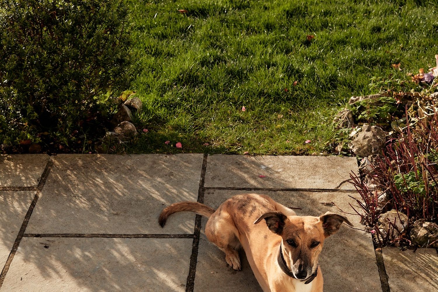 A brown dog with a black collar is playing on a patio with a green tennis ball nearby. The dog is on a stone patio with a grassy area in the background. [G]