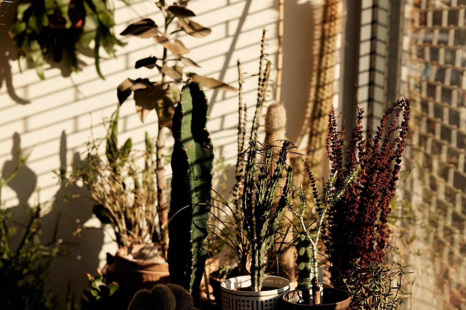 A collection of potted plants, including cacti and succulents, are arranged on a ledge against a brick wall. [G]