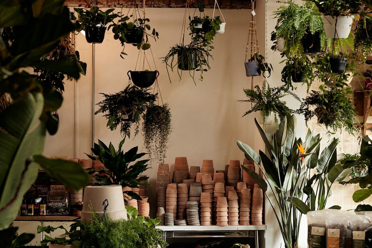 A flower shop filled with lush greenery, including potted plants and hanging plants, showcasing a variety of plants in different sizes and shapes. [G]