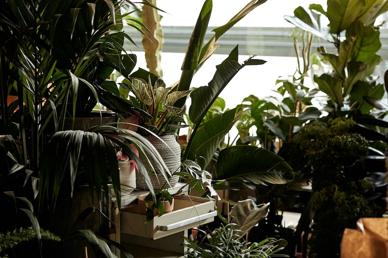 A sunny day in a cozy greenhouse filled with lush greenery. [G]