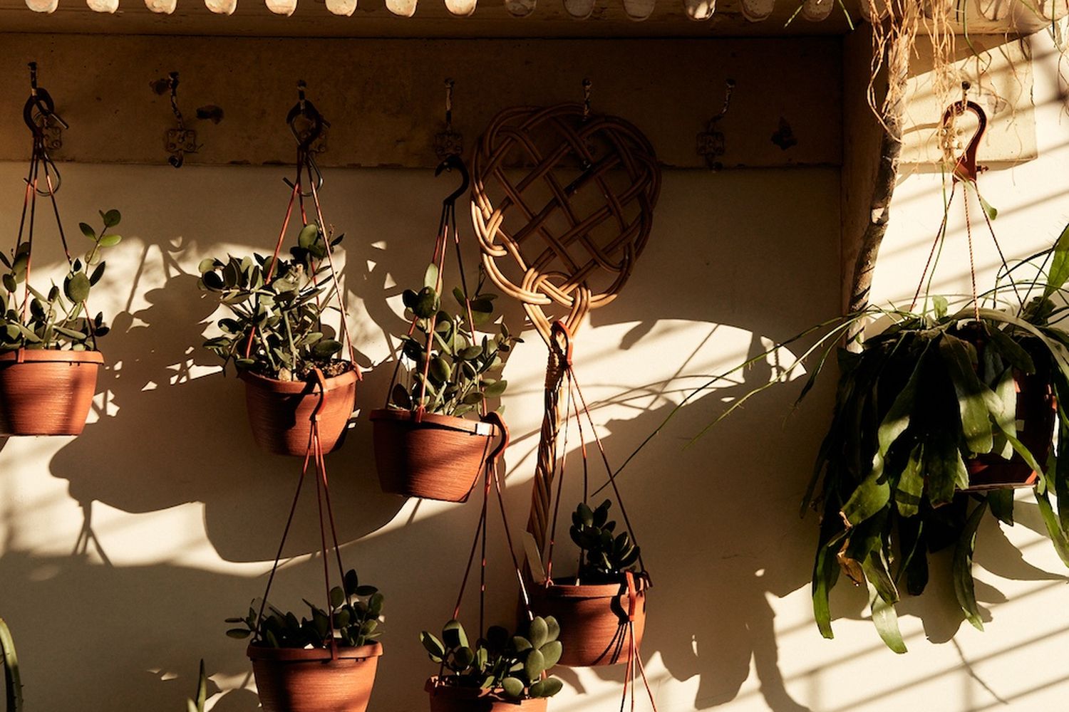 A collection of terracotta pots filled with succulent plants are suspended from a wall, casting shadows on the surface below. The pots are arranged in a row, with some closer to the viewer and others further away. The scene is bathed in sunlight, highlighting the textures and colors of the plants and the terracotta pots. [G]