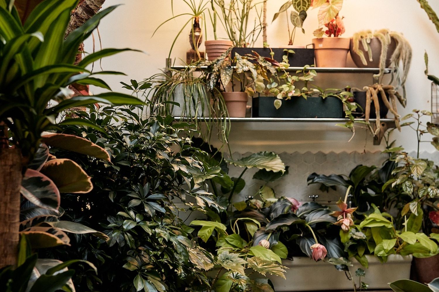 A collection of potted plants in various sizes and colors are displayed on shelves in a room. [G]
