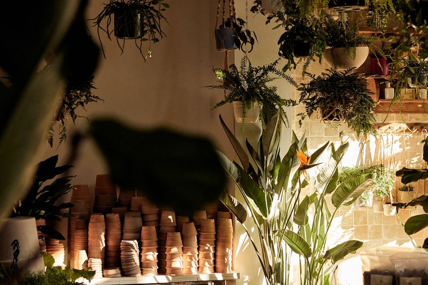 A cozy corner of a room filled with lush greenery. [G]