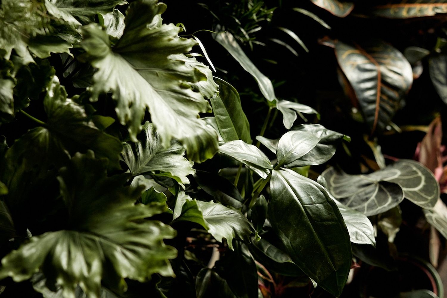 A close-up of a lush, green plant with large, round leaves, surrounded by other plants and a wooden wall. [G]
