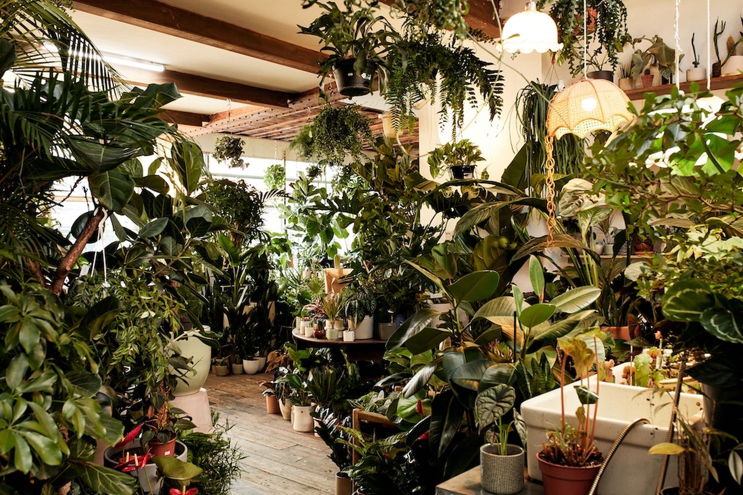 A room filled with lush green plants, hanging lamps, and a wooden ceiling. [G]