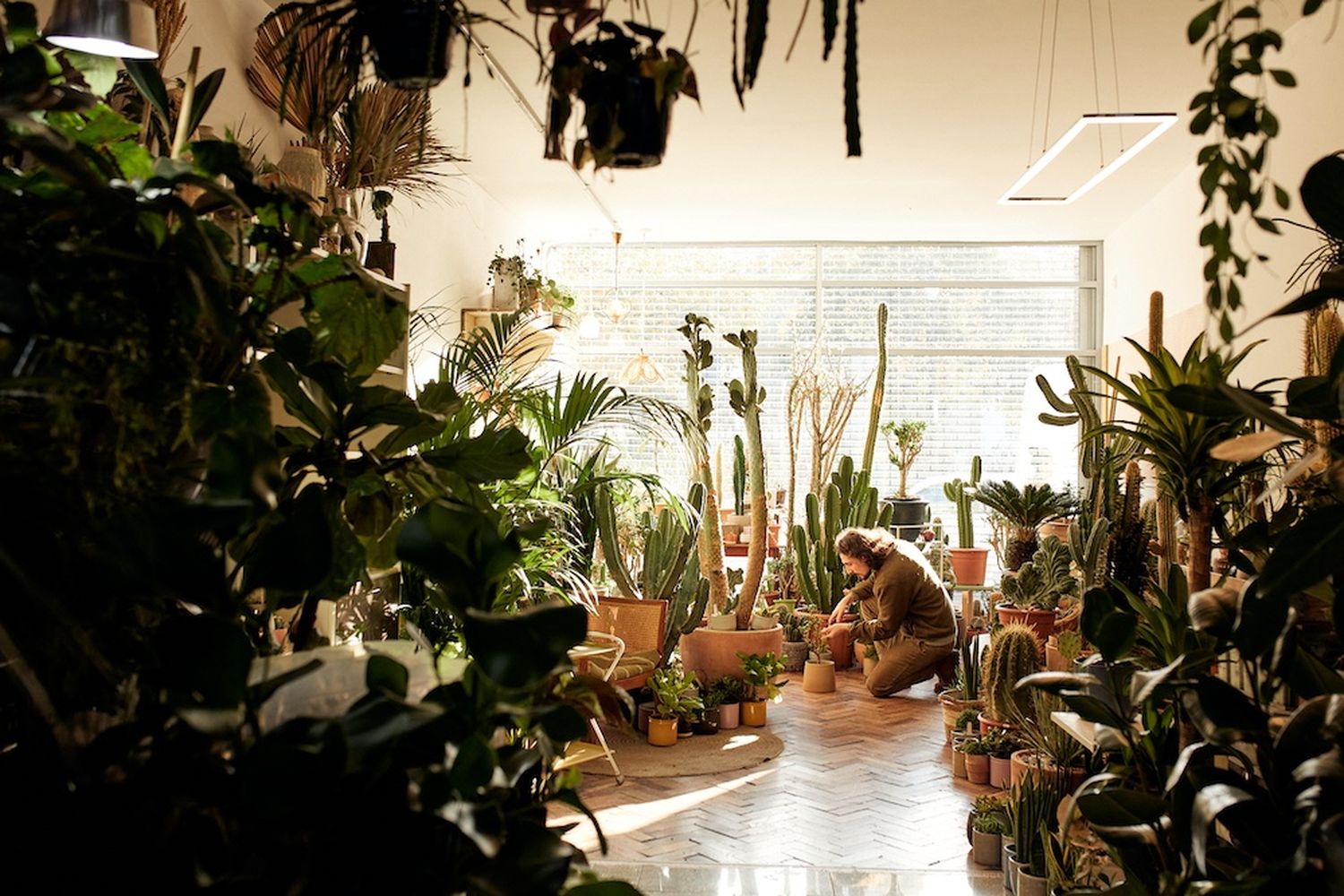 Cactus plants in a greenhouse [G]