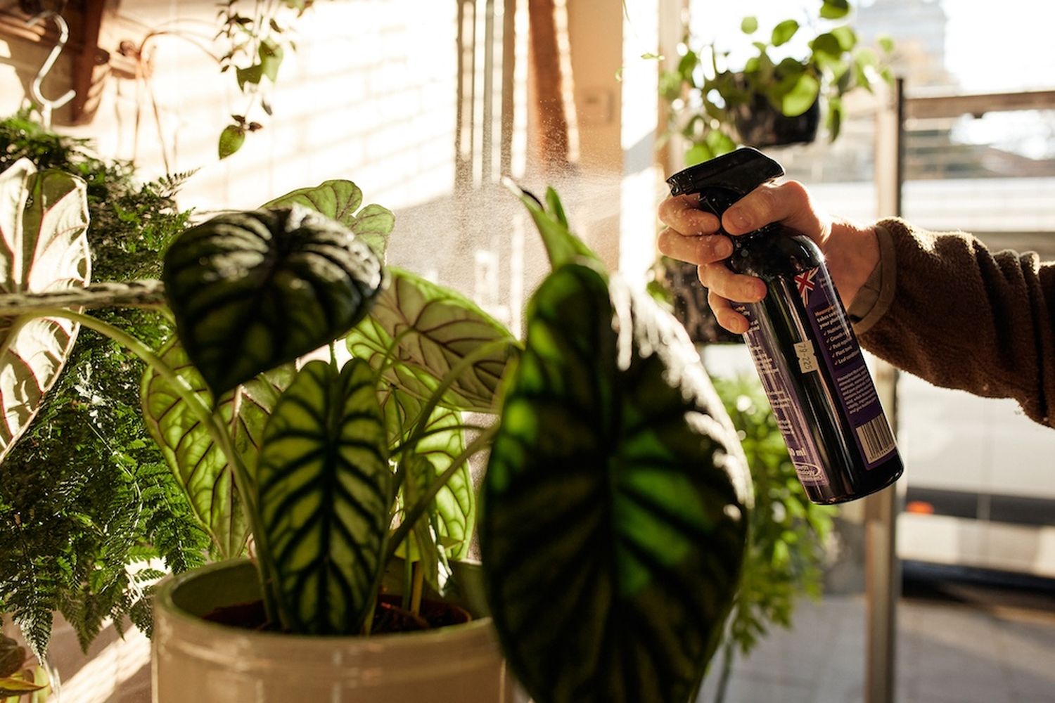 A hand is spray cleaning a large green leafy plant with a black spray bottle. The plant is in a white pot with a black lid. The sun is shining through a window, casting a warm glow on the scene. [G]