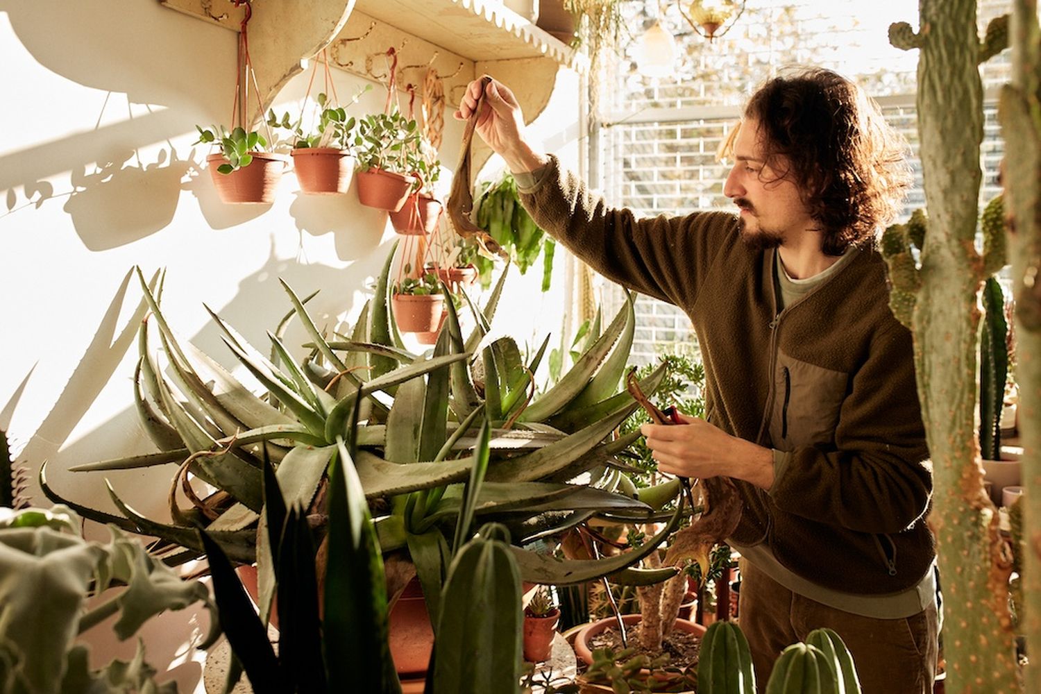 A man with long curly hair and a beard is in a green sweater, looking at a hanging plant. The plant is a succulent with green leaves and a brown trunk. The man is holding a small tool in his hand. The room is filled with various plants, including succulents, cacti, and a large green plant. The room is well-lit with sunlight coming through a window. [G]