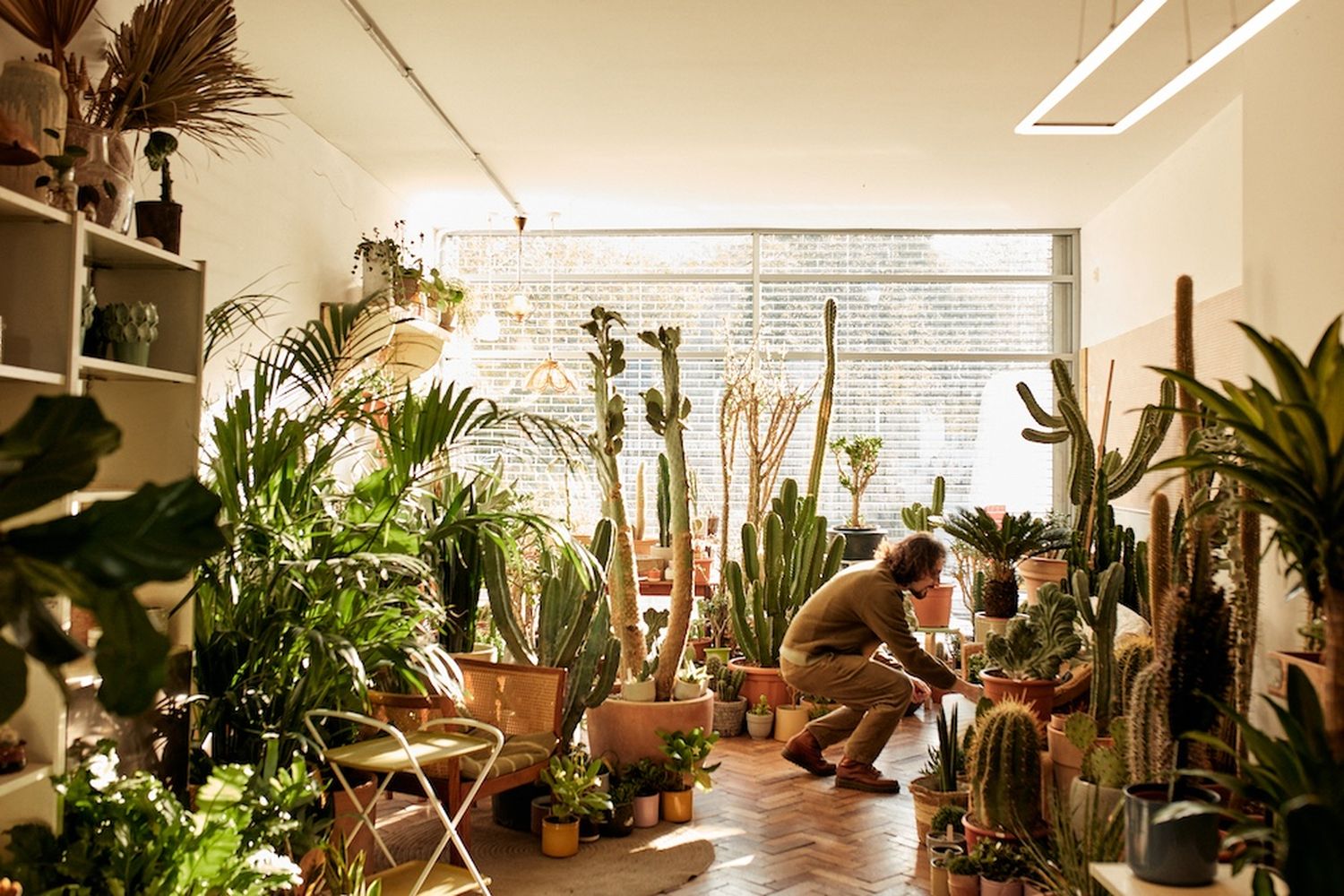 Cactus养护 room [G]