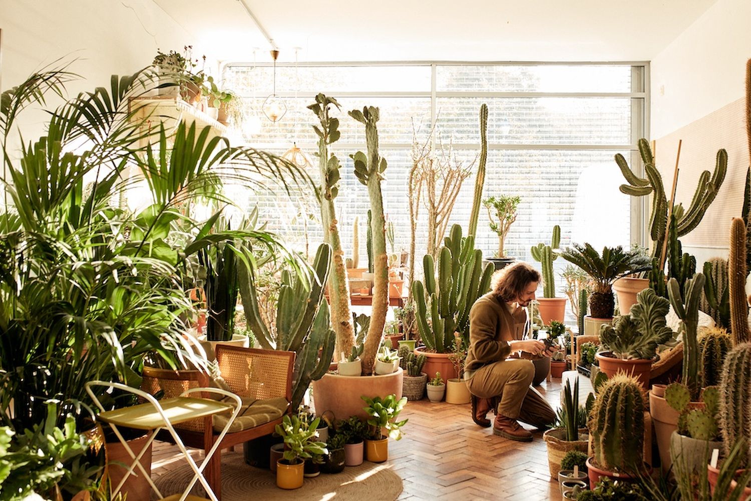 Cactus cultivation in a sunlit greenhouse [G]