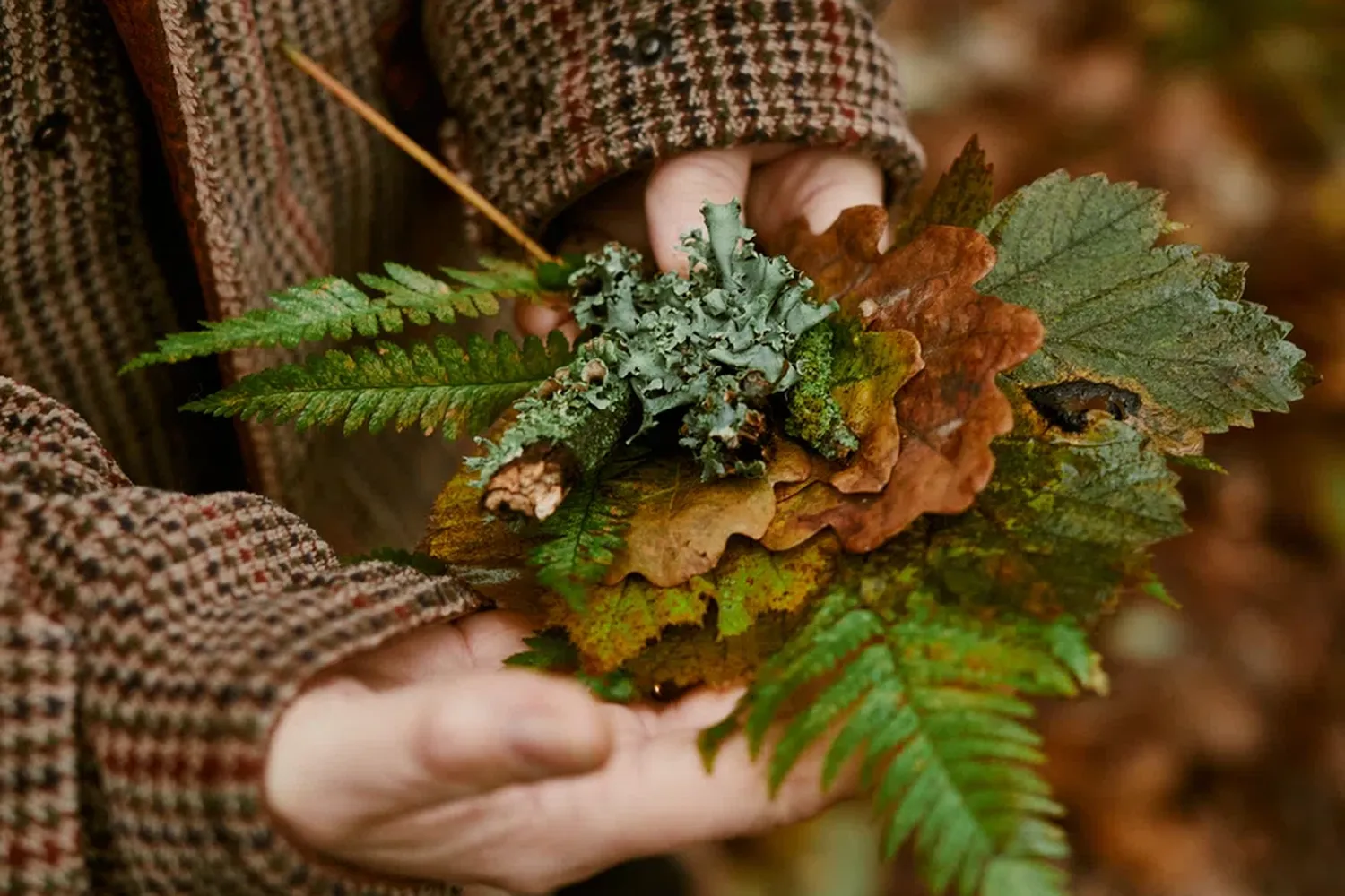A person in a brown plaid coat holds a variety of leaves and mossy plants in their hands, surrounded by autumnal foliage. [G]