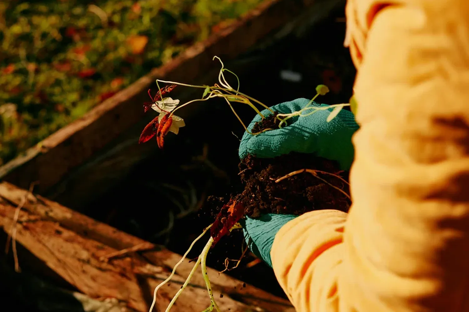A person in a yellow jacket is tending to a flower in a wooden box. [G]