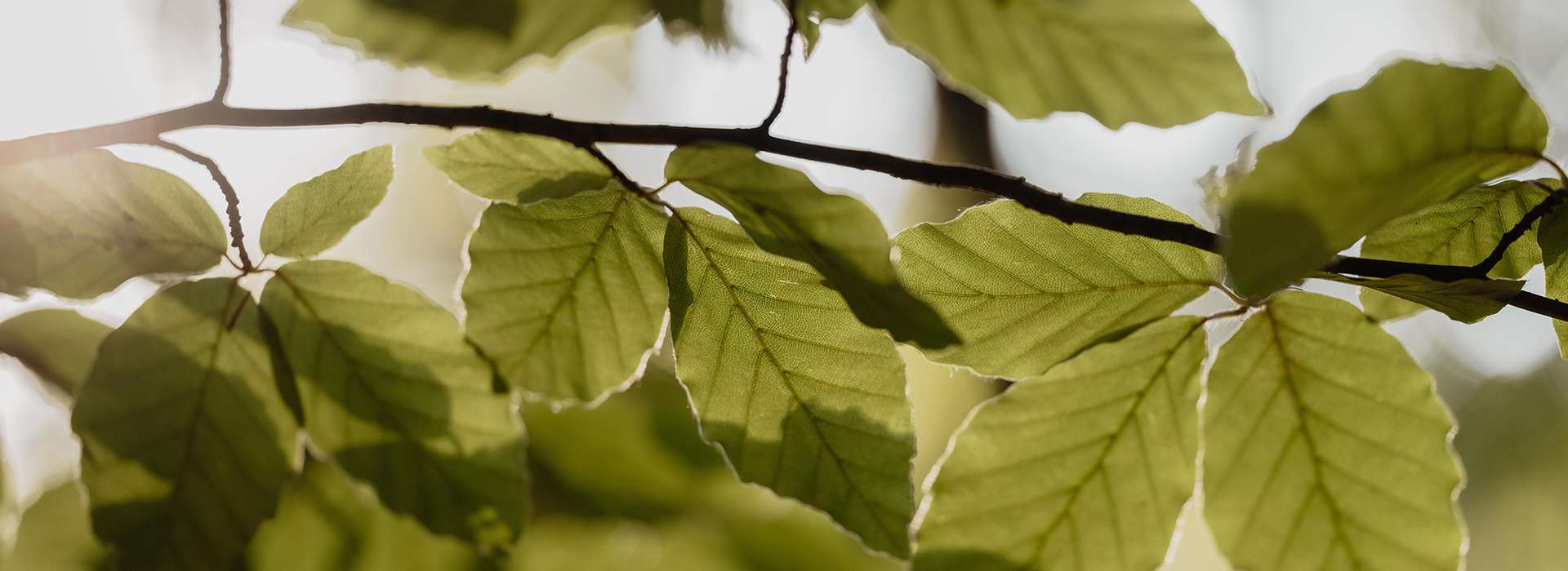 Beech branch