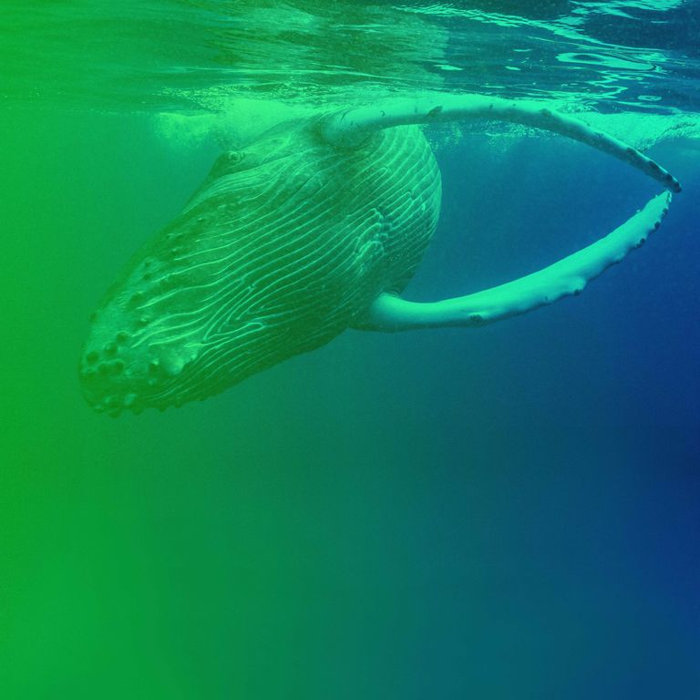 Ein Bartenwal im Wasser als Ersatz für ein Portraitbild