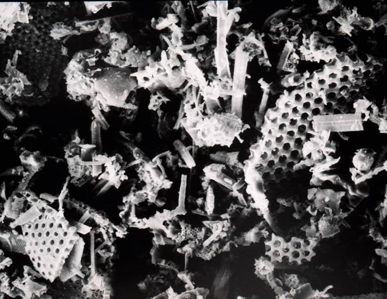 Shows a microscope image of diatomaceous earth
