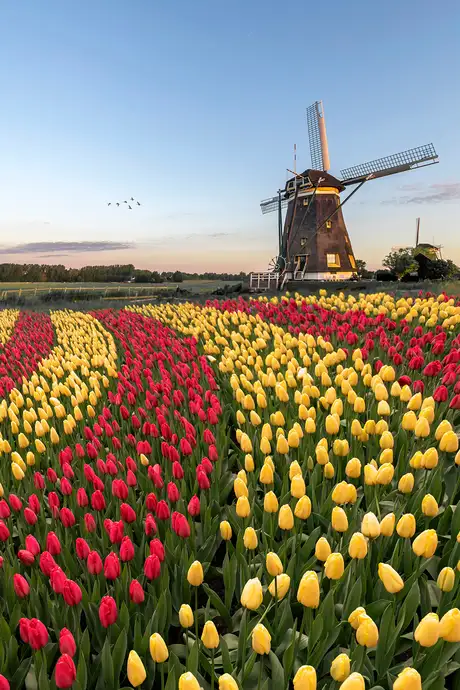 A field of red and yellow tulips with a traditional windmill in the background under a clear blue sky. Birds fly in the distance.