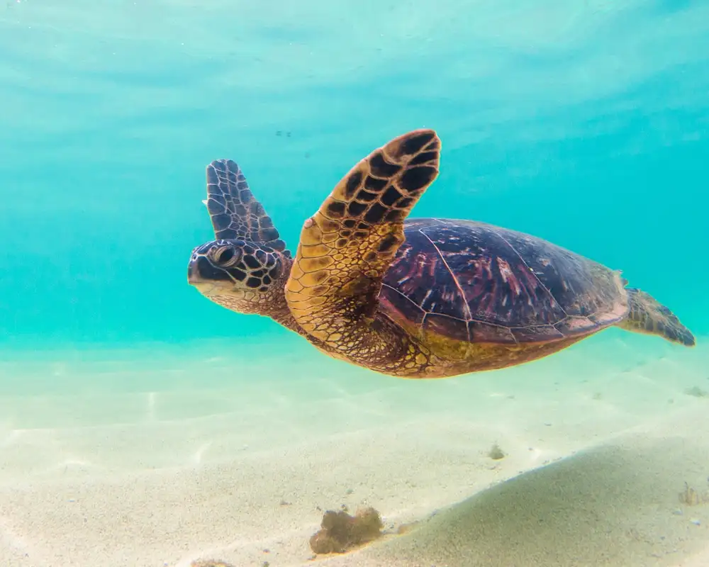 Hawaii Turtle