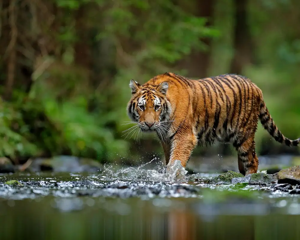 Royal Bengal Tigers