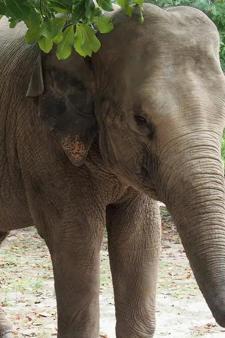 An Elephant