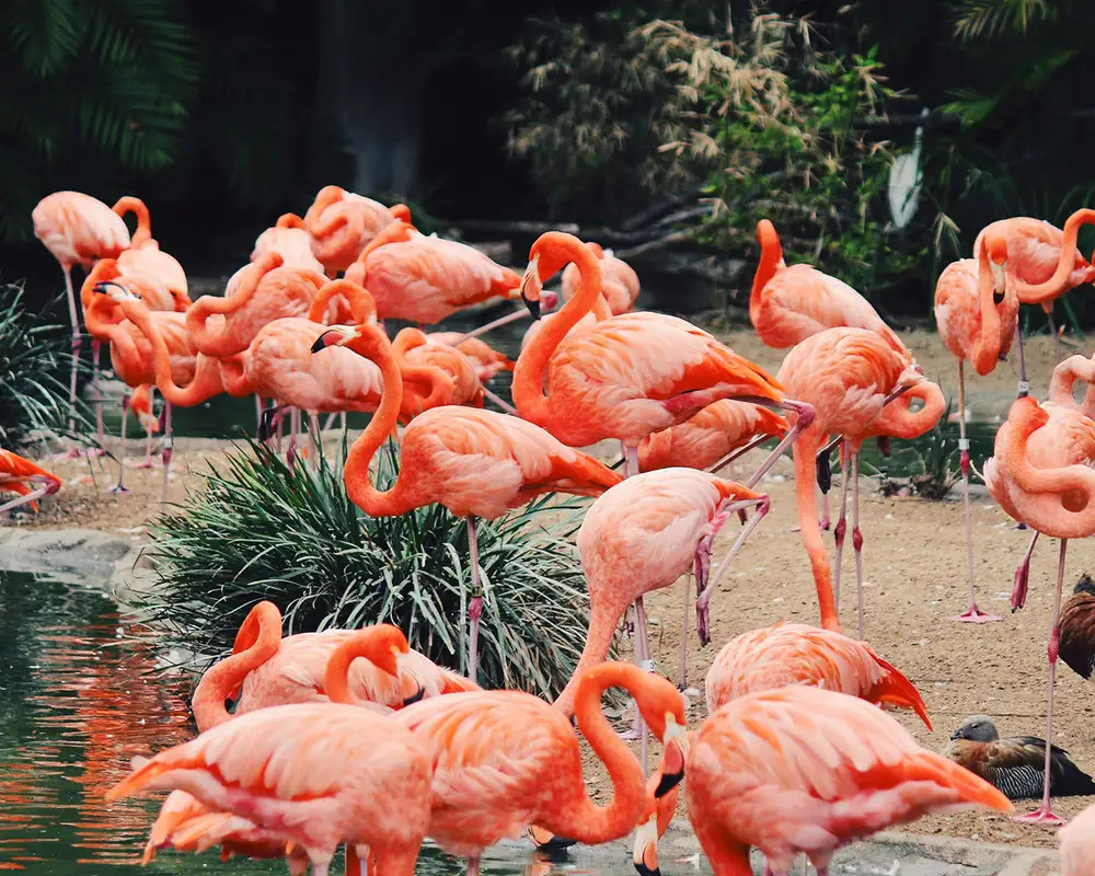 A Group of Flamingos in San Diego Zoo