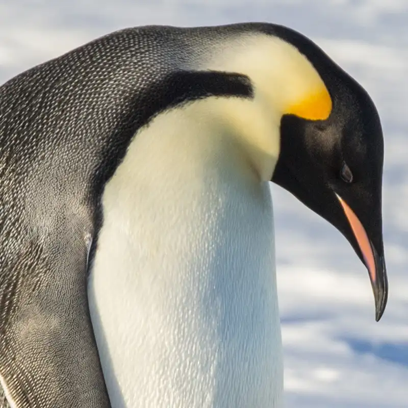 A Penguin in Antartica