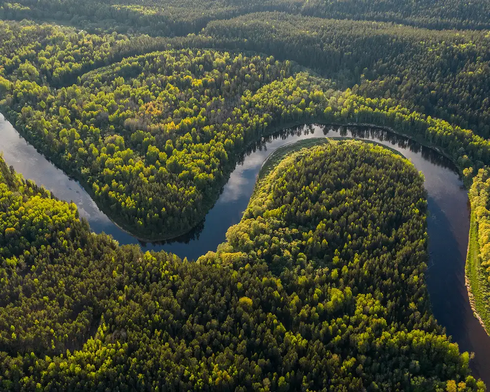 An Aerial View of the Amazon Rainforest
