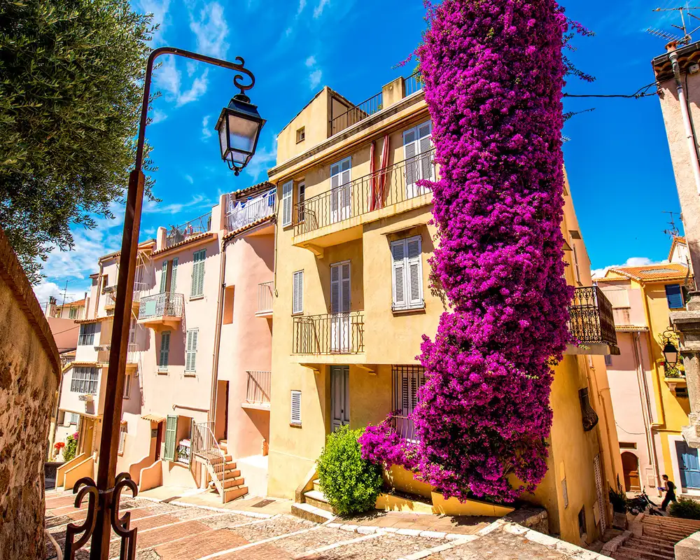 A narrow street with colorful buildings, a tall, vibrant purple bougainvillea, and a vintage streetlamp under a bright blue sky.