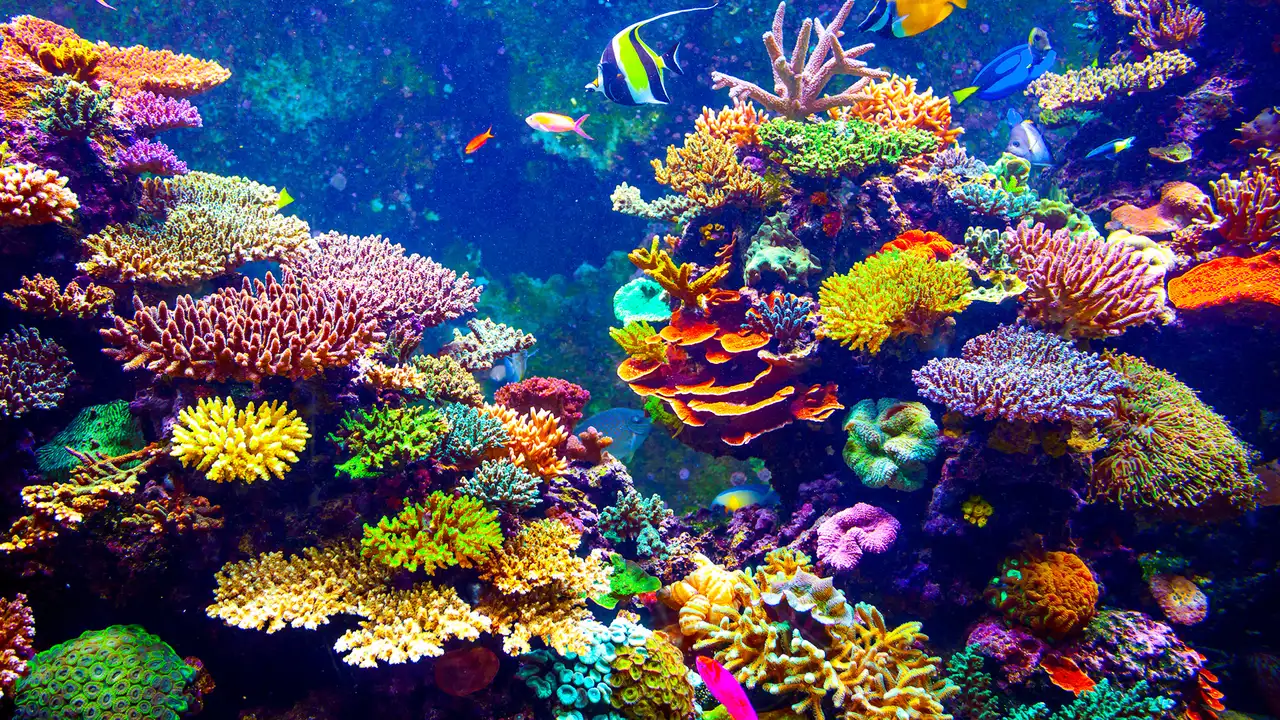 An image of some Coral in the South Pacific Ocean