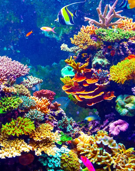 An image of some Coral in the South Pacific Ocean