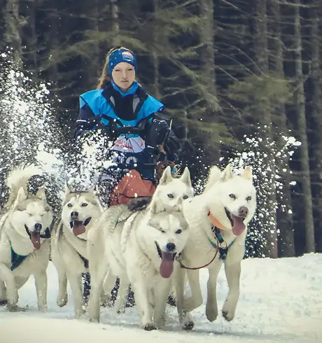 Sled dogs pulling a woman on a sled