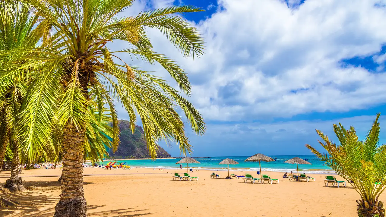 A Beach in the Canary islands with palm trees in view