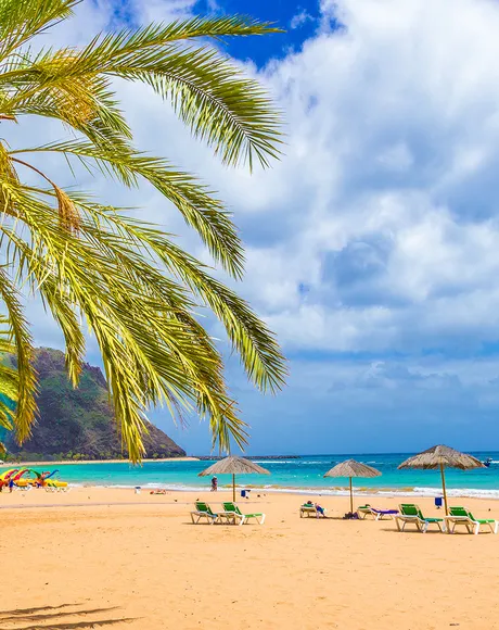 A Beach in the Canary islands with palm trees in view