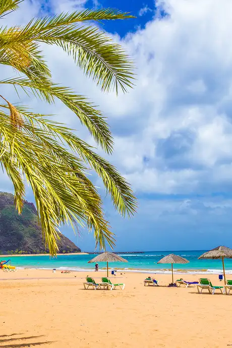 A Beach in the Canary islands with palm trees in view