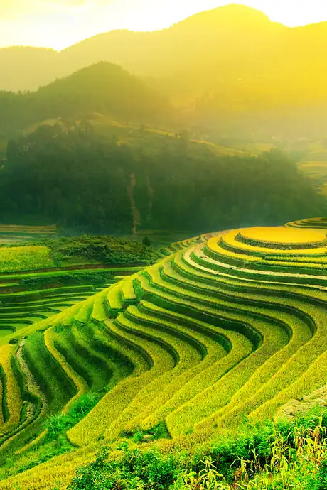 A Landscape view of the Tegallalang Rice Terrace in Bali