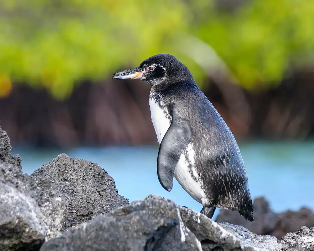A Galapagos Penguin in Elizabeth Bay on Isabela Island