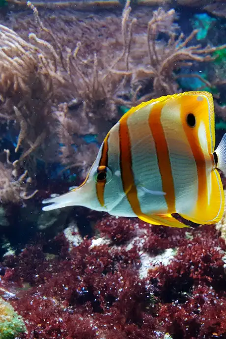 A Fish Surrounded by Coral