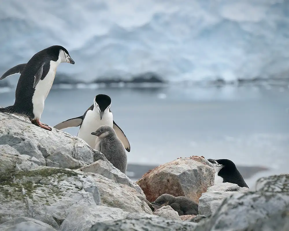 Penguins in Antartica