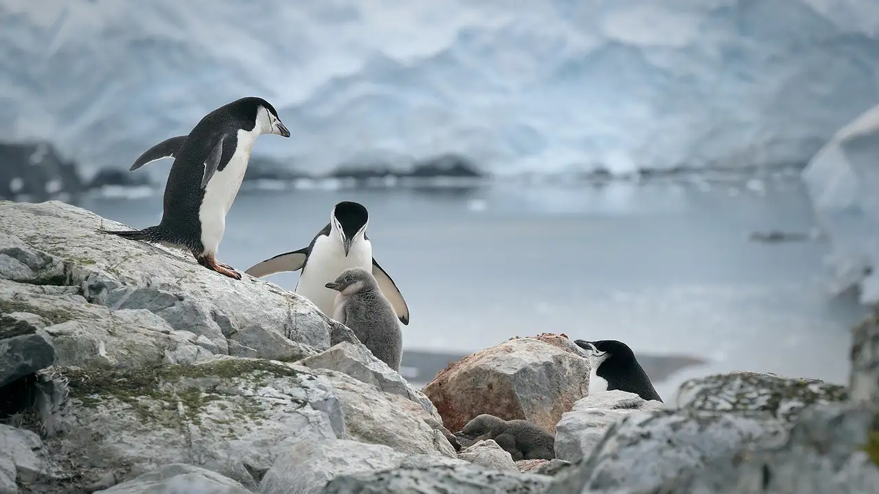Penguins in Antartica