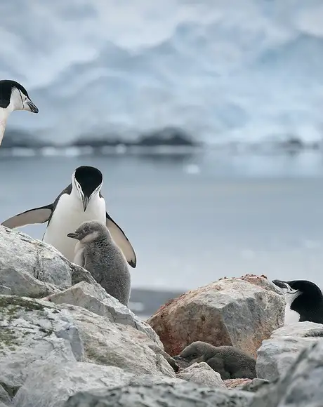 Penguins in Antartica