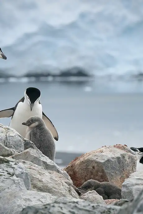 Penguins in Antartica
