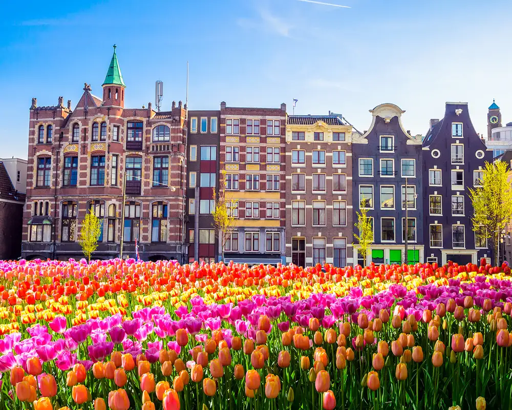 A row of Buildings behind a field of flowers