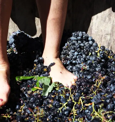 Someone Stomping on grapes to make wine