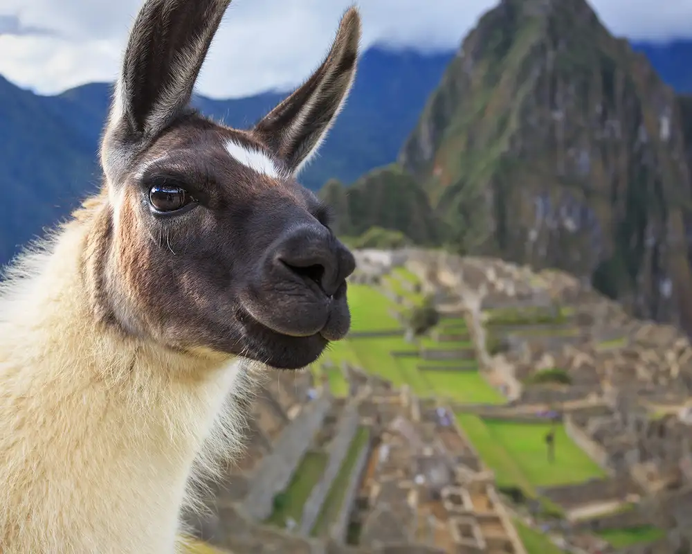 An image of an Alpaca in front of Machu Picchu