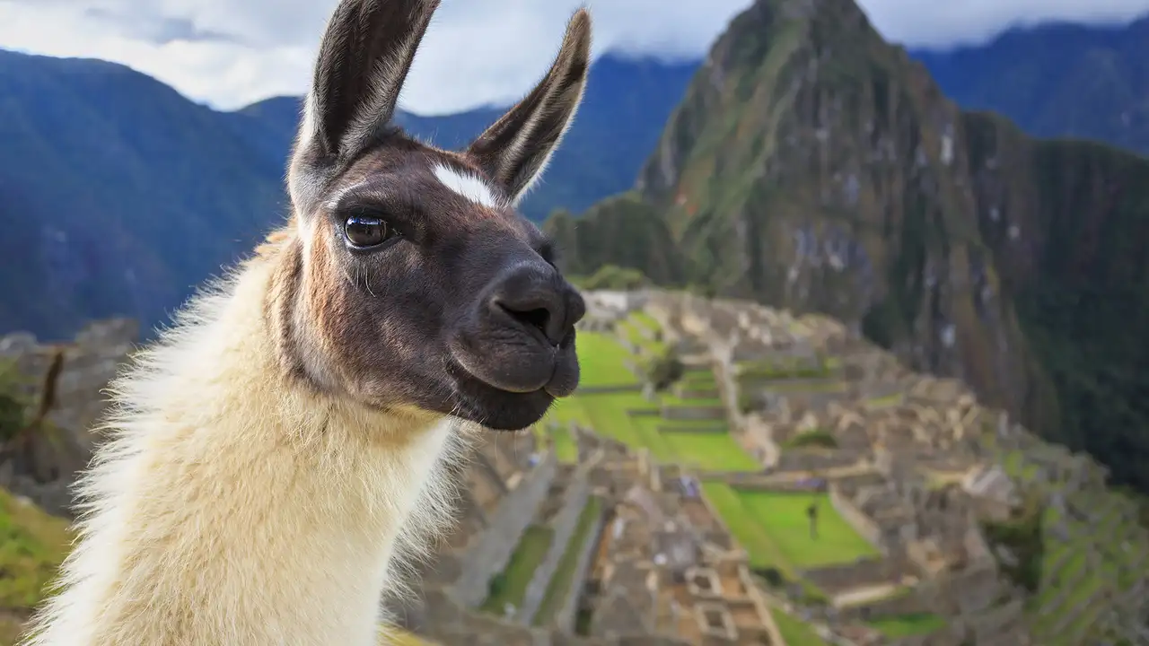 An image of an Alpaca in front of Machu Picchu