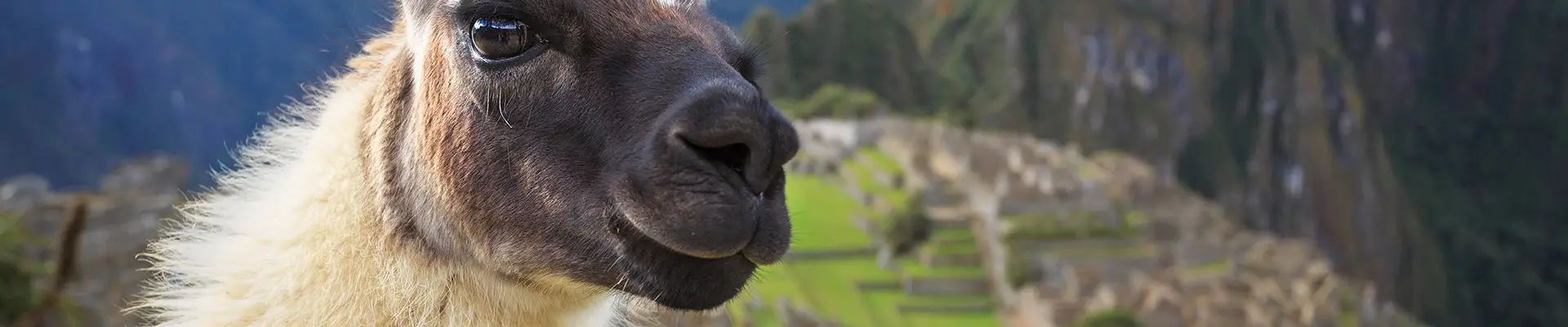 An image of an Alpaca in front of Machu Picchu